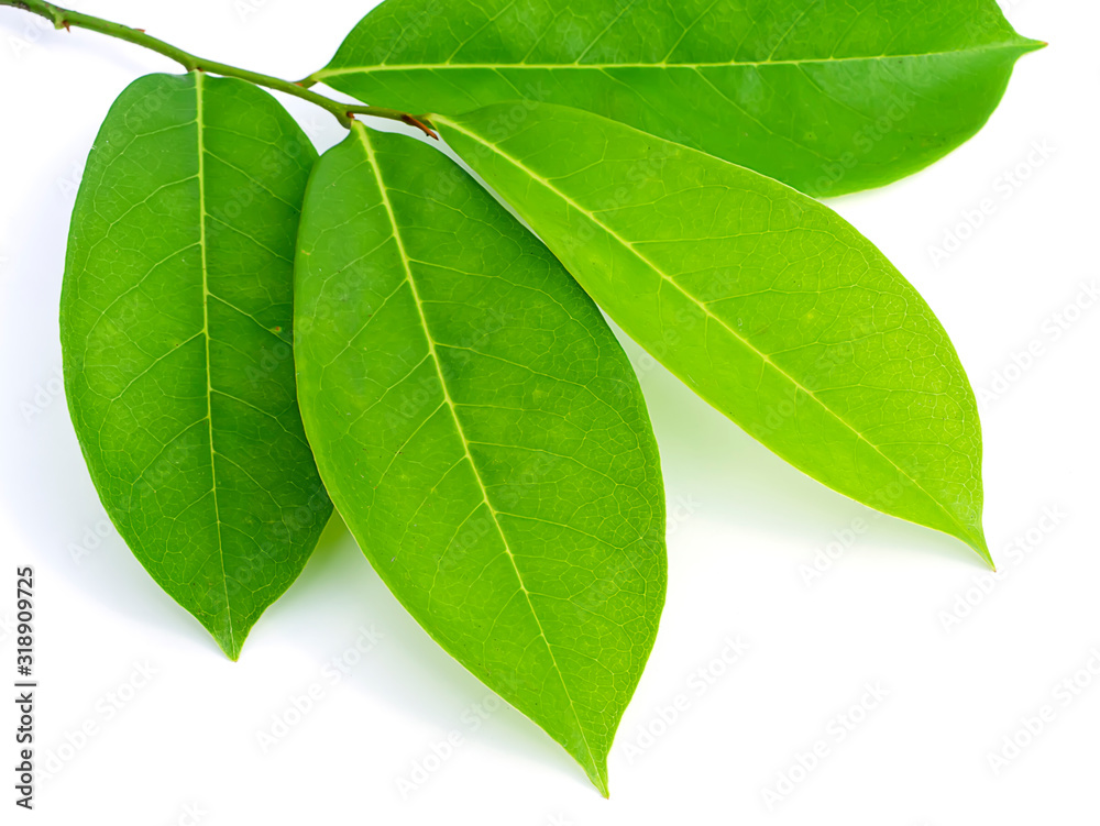 Obraz premium Soursop leaves on white background