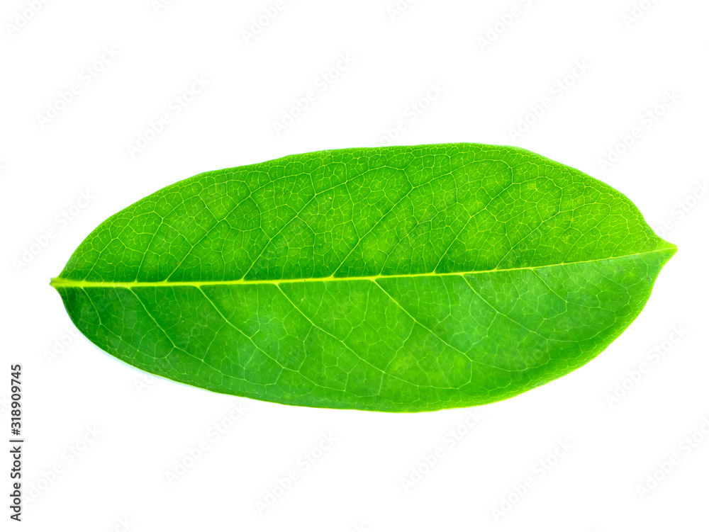 Obraz premium Soursop leaves on white background