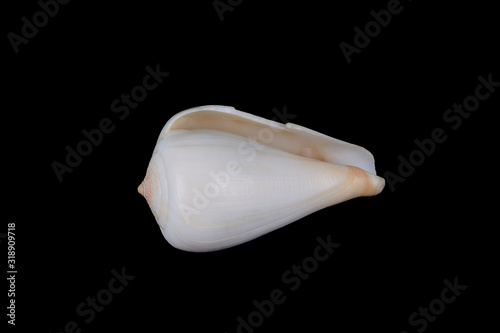 Amazing small conical sea shell isolated on black background.