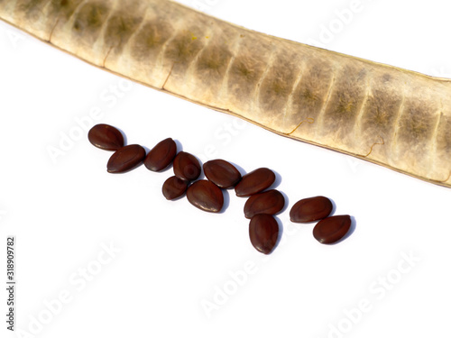 Close up seeds of White Popinac tree photo