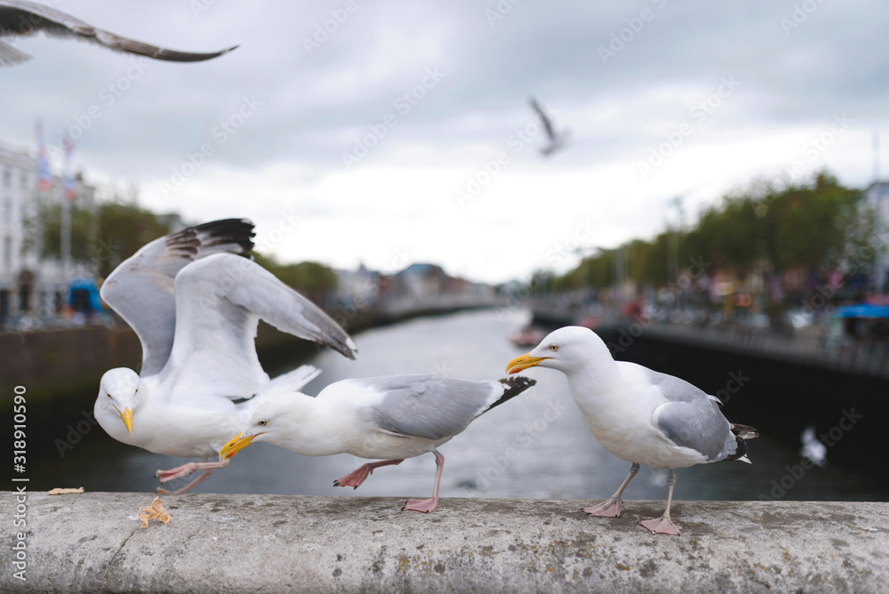 Obraz premium seagulld running for food