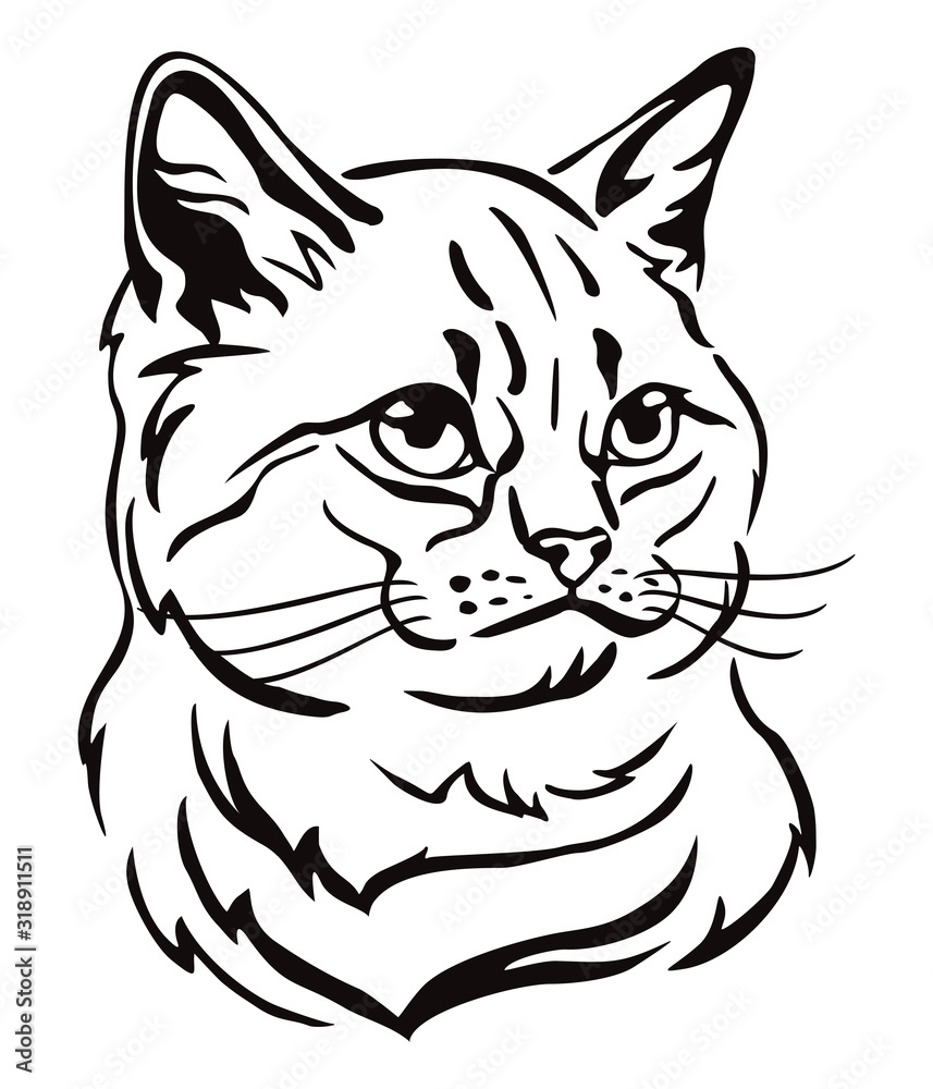 Decorative portrait of Cat 1