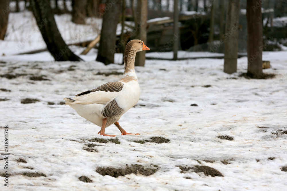 goose walk on a rural farm in winter time goose walk on a rural farm in winter time