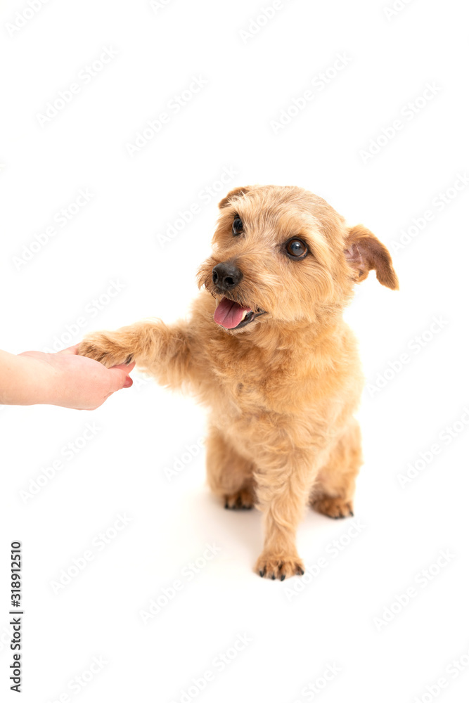 お手をするノーフォークテリア