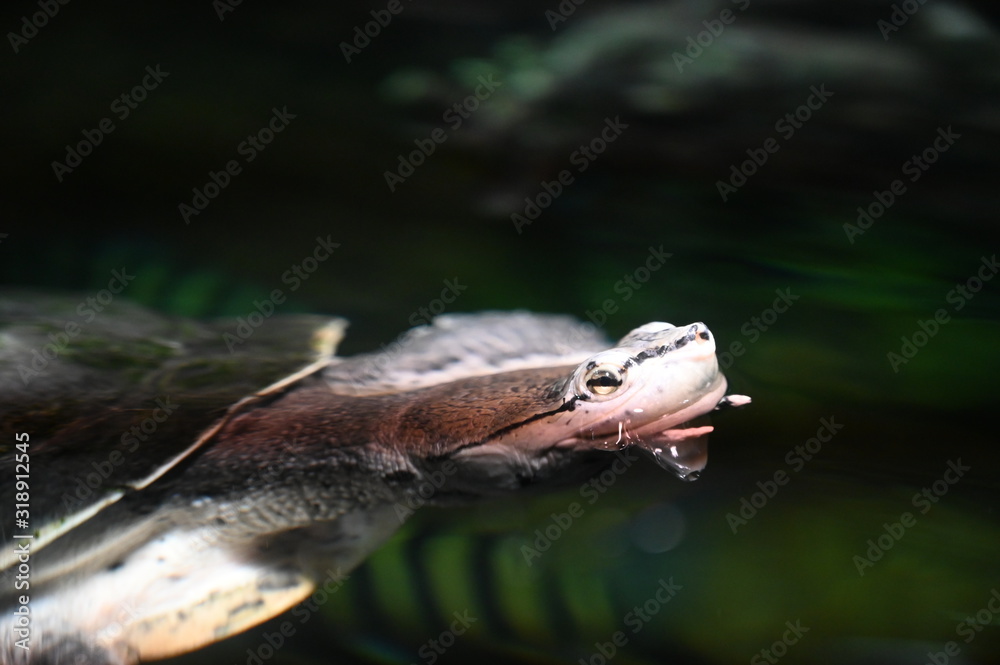 Obraz premium 水面から顔を出すヒラリーカエルガメ