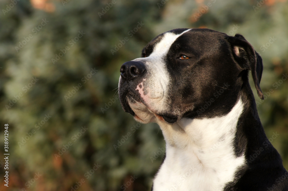 Portät einer großen schwarzen Amerikanischen Bulldogge