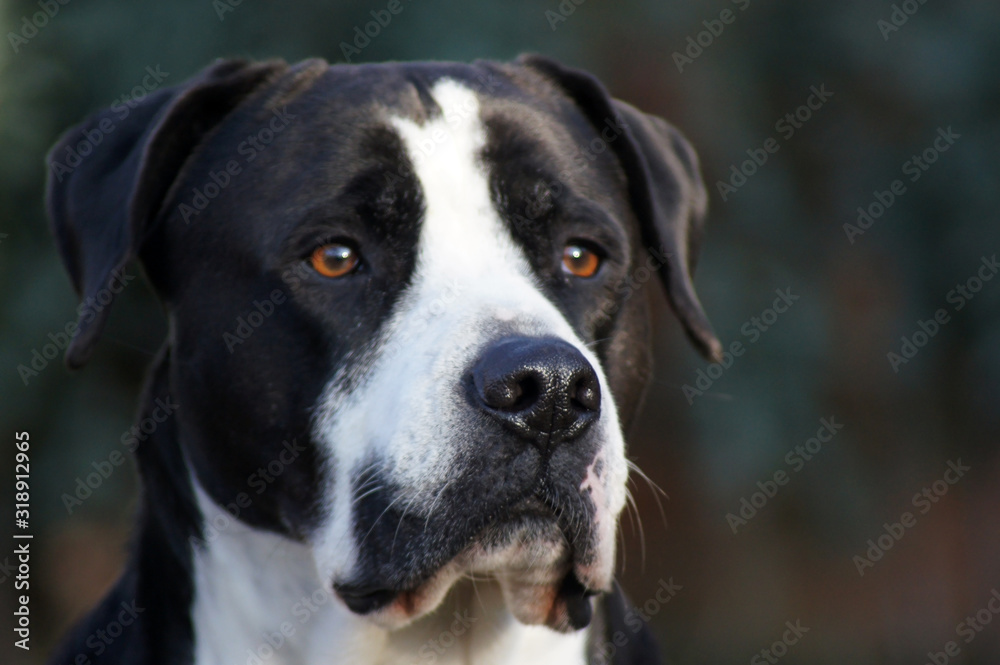 Portät einer großen schwarzen Amerikanischen Bulldogge