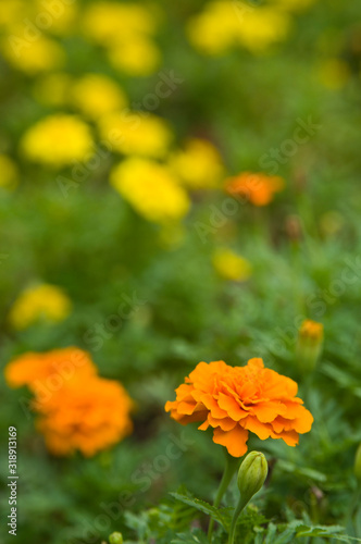 The name of these flowers is Tagetes patula  French marigold.   Scientific name is Tagetes.