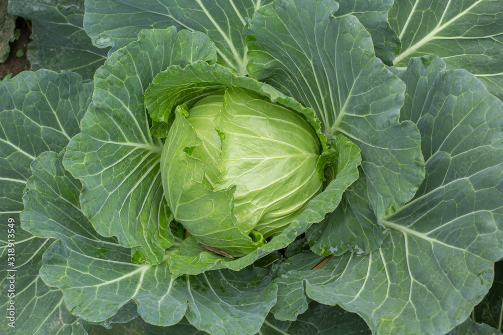 head of cabbage head of cabbage
