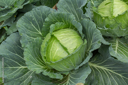 Photo head of cabbage