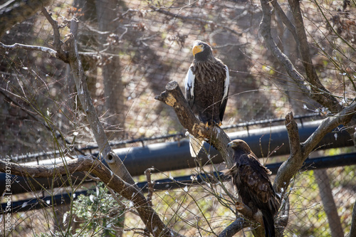 オオワシ, steller's sea eagle photo