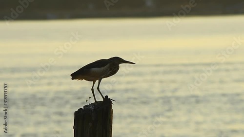 Pond Heron Sitting on a Fence at Lake