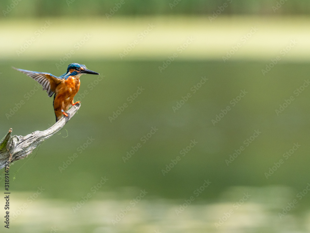 Fototapeta premium Common Kingfisher Perched on Branch. (Alcedo atthis)