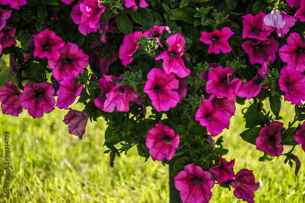 pink flowers in the garden pink flowers in the garden