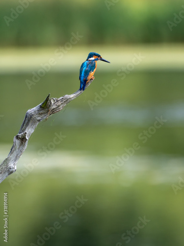 Common Kingfisher Perched on Branch. (Alcedo atthis)