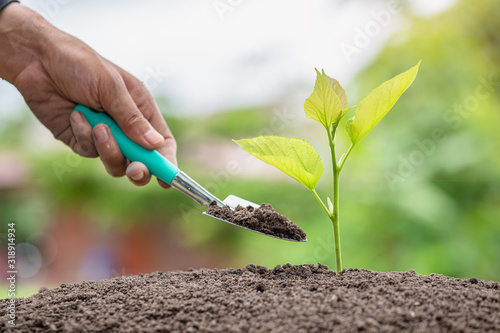 Obraz na plátně plant a tree