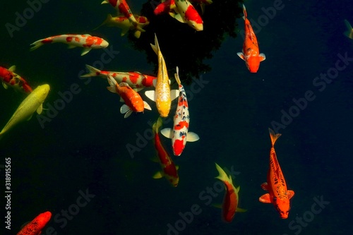 Koi fish © Aphichat