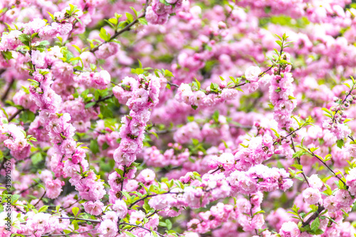Beautiful Sakura flowers (Japanese cherry) © Anton Buymov