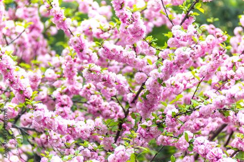 Beautiful Sakura flowers (Japanese cherry) © Anton Buymov