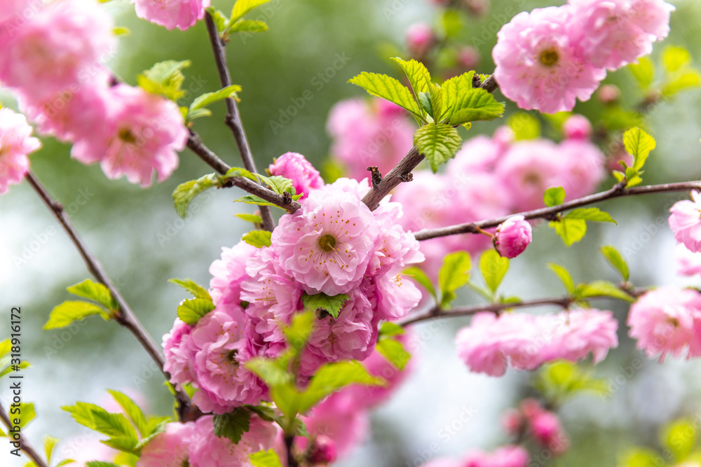 Fototapeta premium Beautiful Sakura flowers (Japanese cherry)