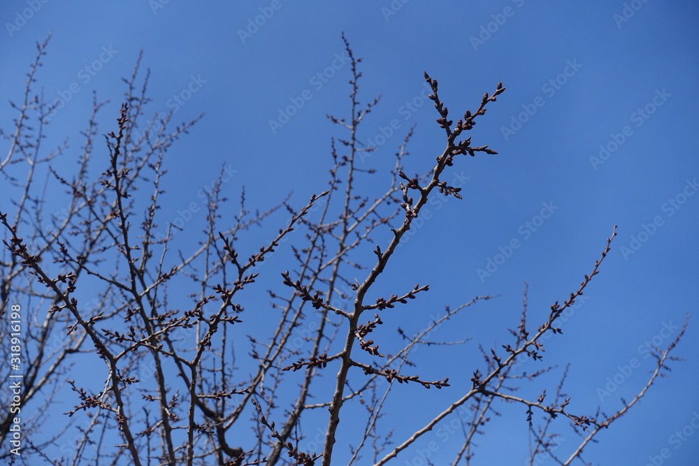 Flower buds on branches of apricot against blue sky in March