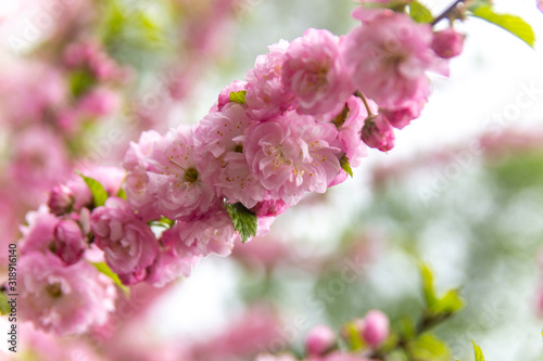 Beautiful Sakura flowers (Japanese cherry) © Anton Buymov