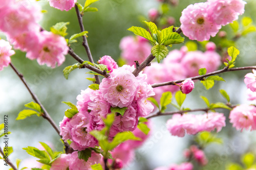 Beautiful Sakura flowers (Japanese cherry)