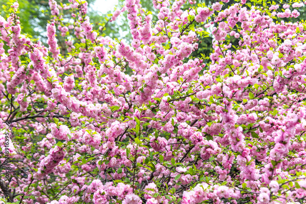 Beautiful Sakura flowers (Japanese cherry) Beautiful Sakura flowers (Japanese cherry)