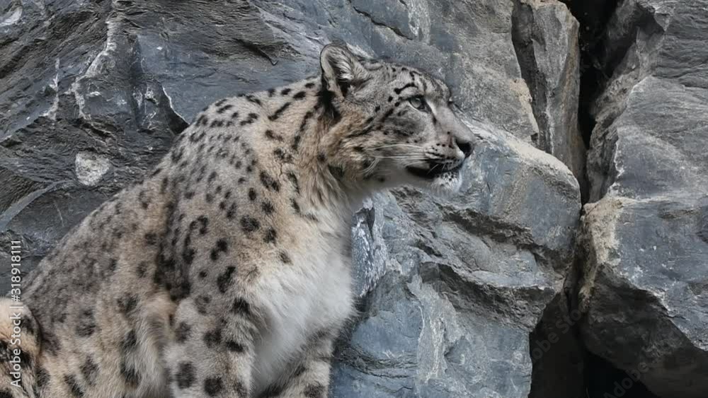 Snow leopard / ounce (Panthera uncia / Uncia uncia) sitting on rock ledge in cliff face Snow leopard / ounce (Panthera uncia / Uncia uncia) sitting on rock ledge in cliff face