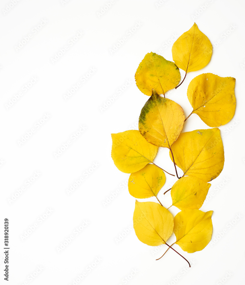 custom made wallpaper toronto digitalmany yellowed dry apricot leaves, white background, autumn backdrop