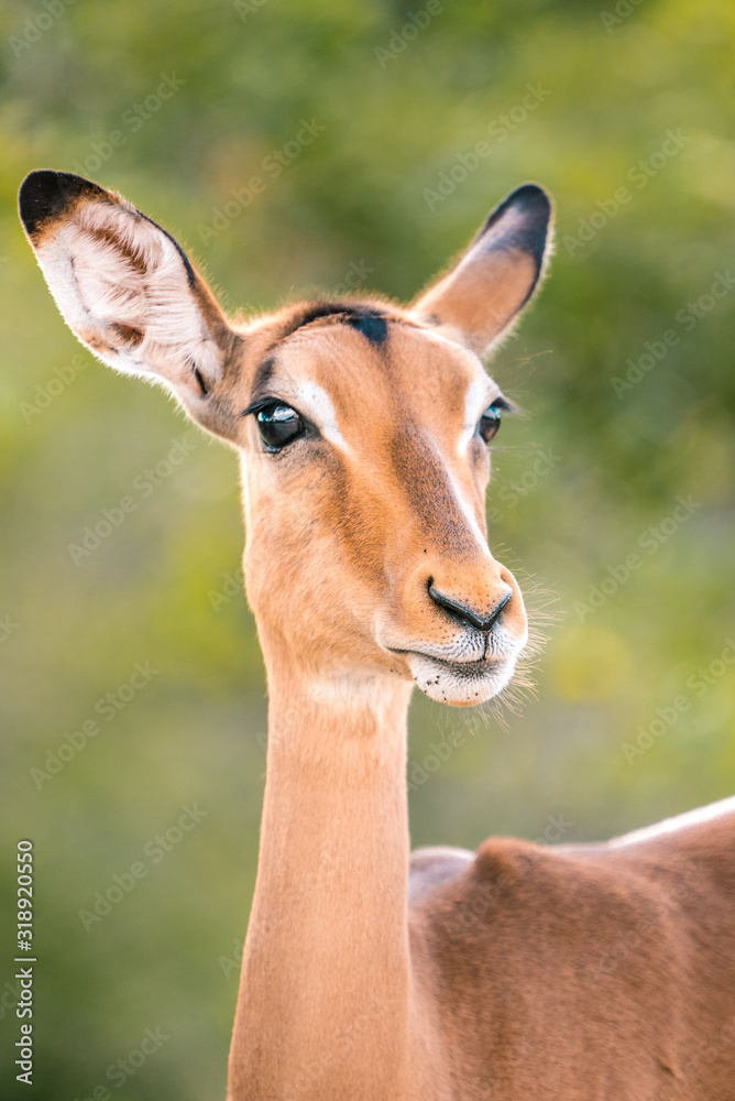 Beautiful Impala in Kruger National Park, Africa, close up.