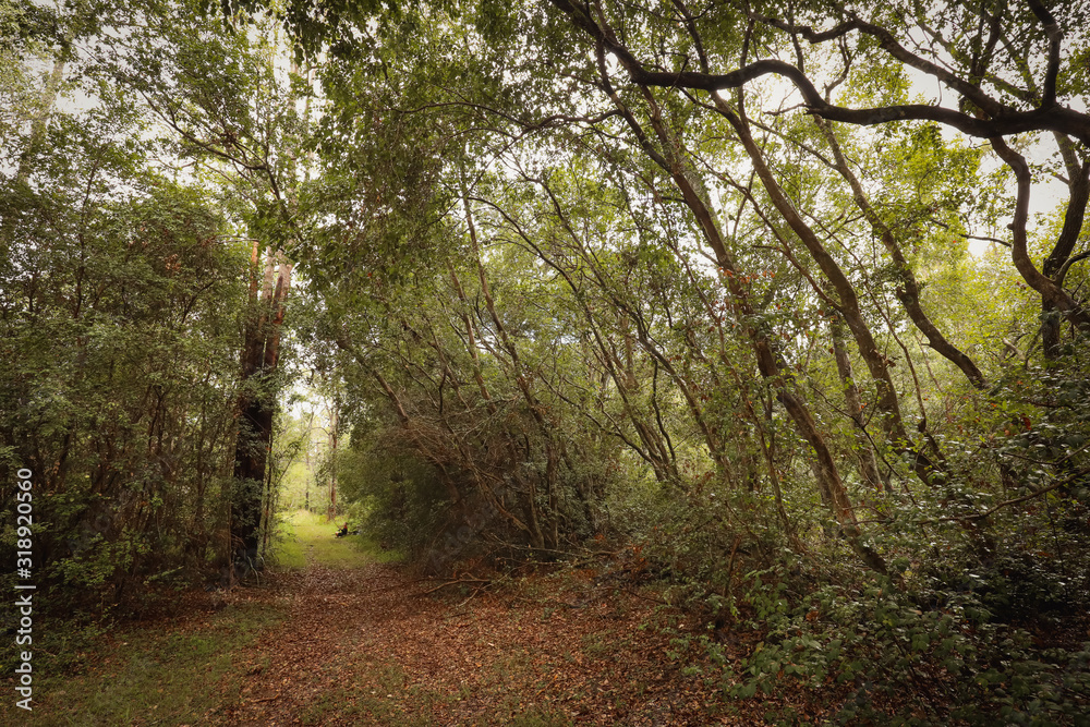 Naklejka premium Dirt track through rugged gum tree forest in New South Wales, Australia