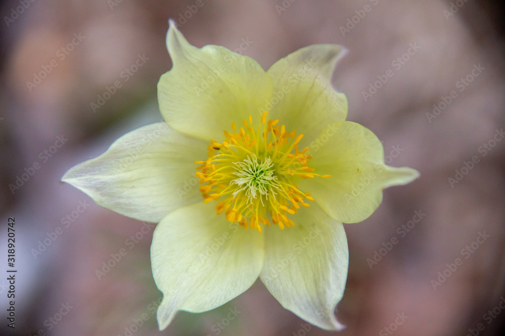 Snowdrop in the forest, Chelyabinsk region, Russia Snowdrop in the forest, Chelyabinsk region, Russia