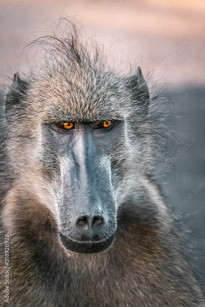 Close up face of a baboon in Kruger National Park, South Africa
