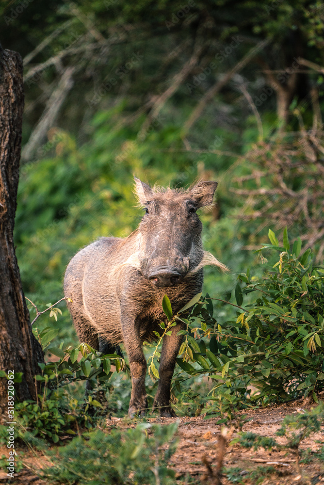 Fototapeta premium Warthog in Kruger National Park South africa with green background