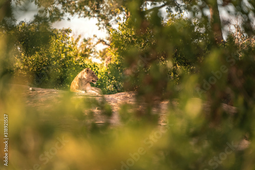 Beautifully framed lion rests in Africa's wilderness. South Africa © Christian