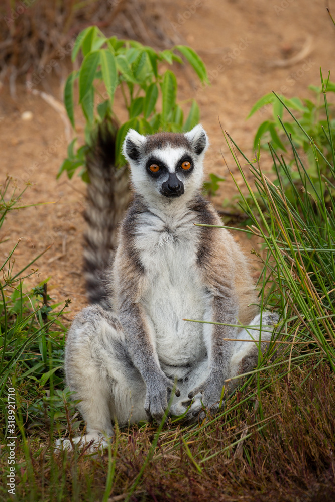 Fototapeta premium Katta