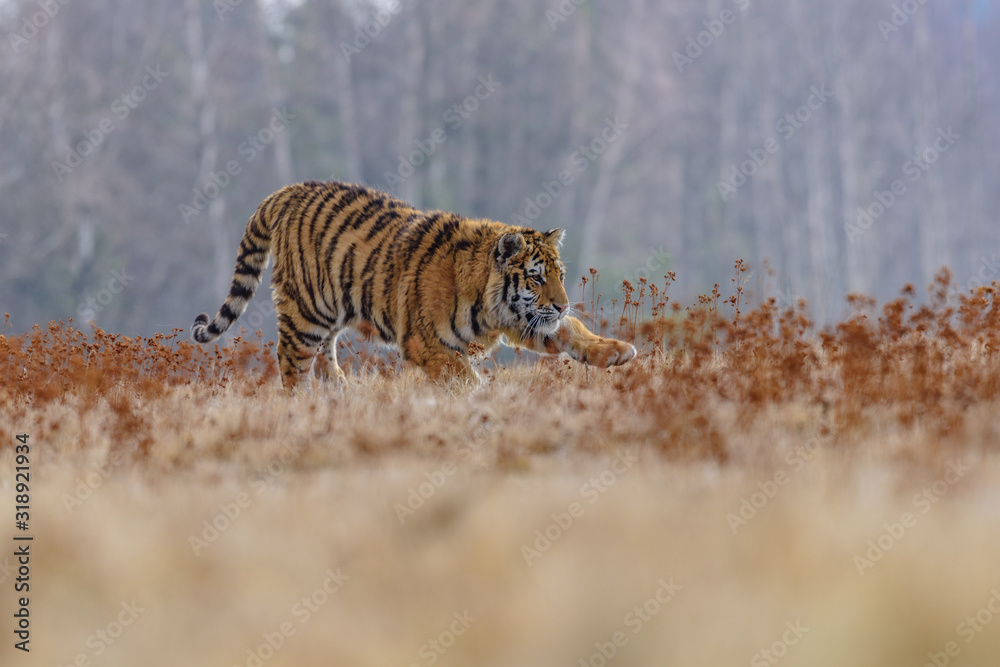 Fototapeta premium Siberian Tiger running. Beautiful, dynamic and powerful photo of this majestic animal. Set in environment typical for this amazing animal. Birches and meadows