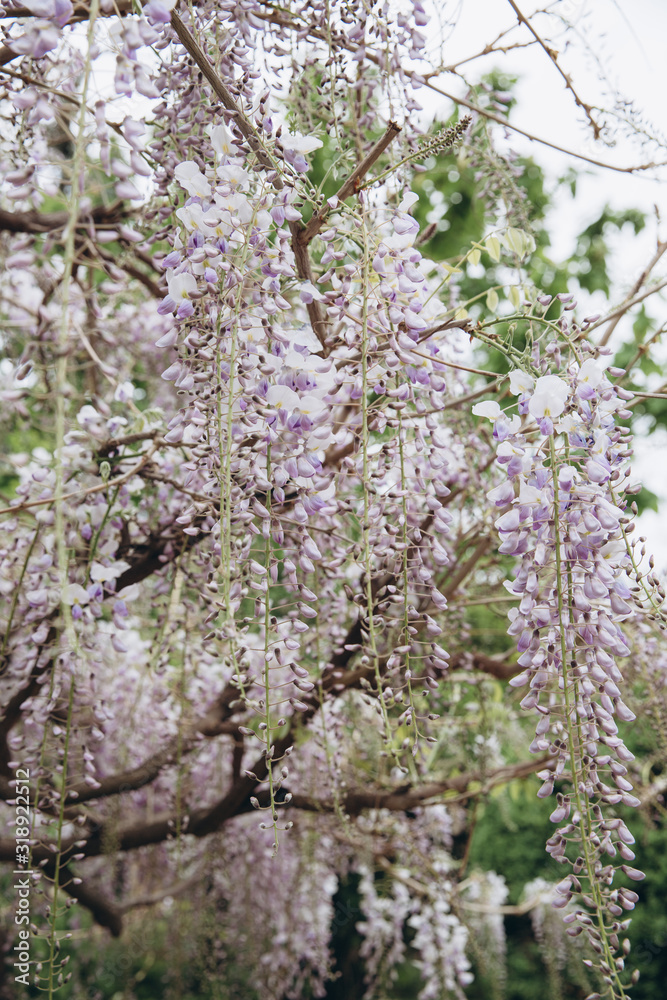 The tree of wisteria featuring flowers white. The botanical family of acacia is fabaceae trees.