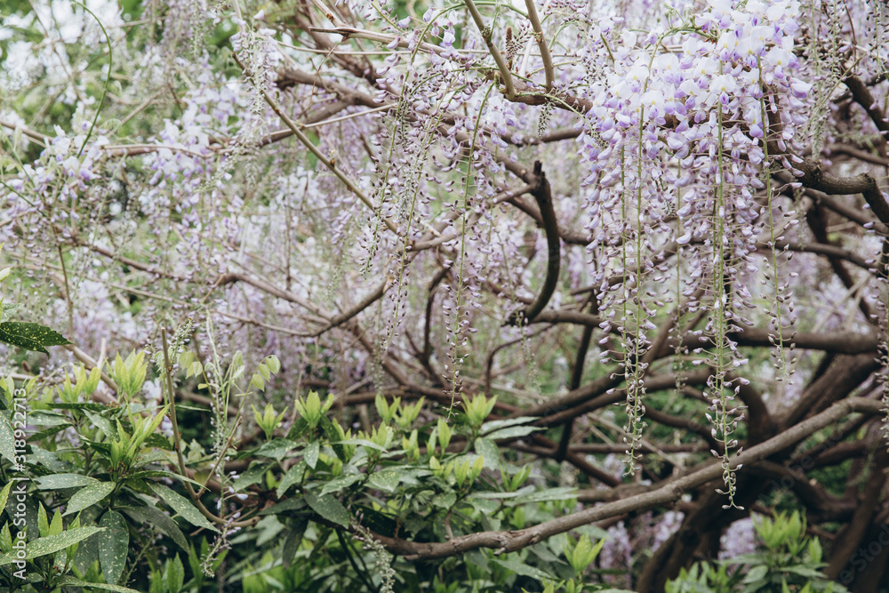 The tree of wisteria featuring flowers white. The botanical family of acacia is fabaceae trees. The tree of wisteria featuring flowers white. The botanical family of acacia is fabaceae trees.