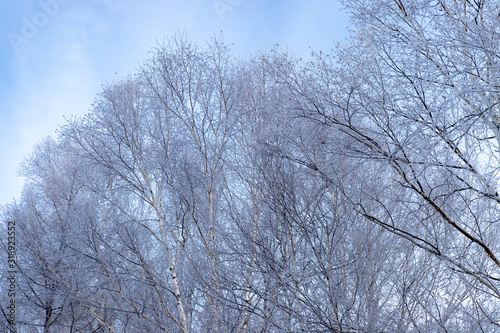 美しい美瑛の樹氷　北海道 © 英敏 松本