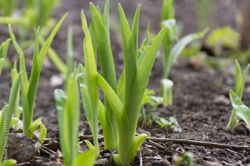 The first sprouts of flowers in spring The first sprouts of flowers in spring