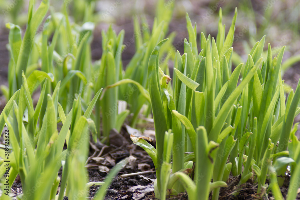 The first sprouts of flowers in spring The first sprouts of flowers in spring