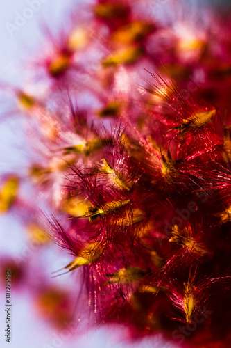 Melinis repens known as Natal Red flower grass  beautiful movement under the wind in vibrant light  countryside meadow.
