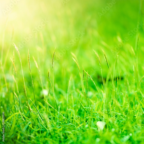 grass on green background