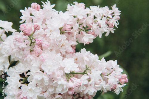 Lilac blossom in spring scene. Blooming flowers.