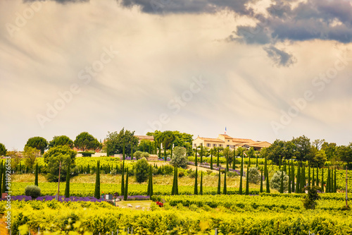 Vineyards, lavender and cypress trees on the roads of Provence. France