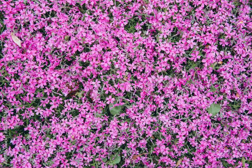Spring small purple violet flowers in botanical garden, top view Spring small purple violet flowers in botanical garden, top view