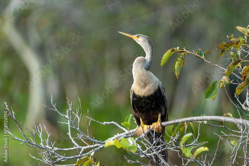 Female Anhinga perched on tree snag in Wetland © Dennis Donohue