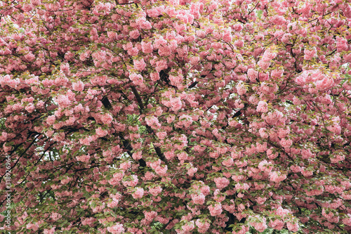 Fototapeta Naklejka Na Ścianę i Meble -  Spring Cherry blossoms in full bloom. Title header dimension image.